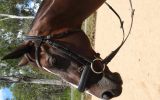 Beautiful Bay Dressage Show or Pony Club TB mare 15.2hh 18yr on HorseYard.com.au (thumbnail)