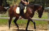 Beautiful Bay Dressage Show or Pony Club TB mare 15.2hh 18yr on HorseYard.com.au (thumbnail)