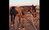 Standardbred mare on HorseYard.com.au (thumbnail)