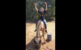 Welsh x qh Grey gelding  on HorseYard.com.au (thumbnail)