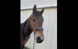 2yo ASH gelding  on HorseYard.com.au (thumbnail)