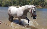 Pretty All Rounder, Quarterhorse x Arabian on HorseYard.com.au (thumbnail)