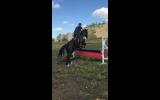 typey brown gelding on HorseYard.com.au (thumbnail)