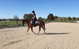 Striking Thoroughbred with huge show potential  on HorseYard.com.au (thumbnail)