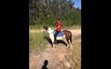 Clydie x pinto 5yrs 14.2h sweet and easy on HorseYard.com.au (thumbnail)