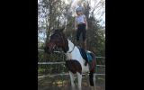 Stunning Pinto Mare on HorseYard.com.au (thumbnail)