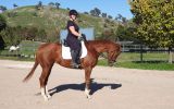 Striking Thoroughbred with huge show potential  on HorseYard.com.au (thumbnail)