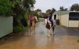 Palomino appaloosa on HorseYard.com.au (thumbnail)