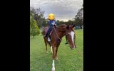 Australian Stock x Thoroughbred  on HorseYard.com.au (thumbnail)
