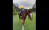 Australian Stock x Thoroughbred  on HorseYard.com.au (thumbnail)