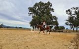 15.2 chestnut tb 9 year old on HorseYard.com.au (thumbnail)