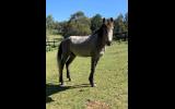 Brumby Colt on HorseYard.com.au (thumbnail)