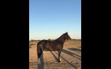 Eva Clydesdale x Quarter Horse  on HorseYard.com.au (thumbnail)