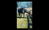 Exceptional OTT on HorseYard.com.au (thumbnail)