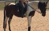 Stunning Pinto Mare on HorseYard.com.au (thumbnail)