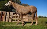 Welsh x qh Grey gelding  on HorseYard.com.au (thumbnail)