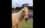QH x Riding Pony Mare on HorseYard.com.au (thumbnail)