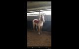 Palomino appaloosa on HorseYard.com.au (thumbnail)