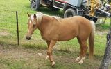 Pally waler mare  on HorseYard.com.au (thumbnail)
