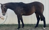 2yo ASH gelding  on HorseYard.com.au (thumbnail)