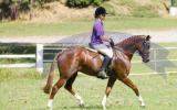 Blingy chestnut mare on HorseYard.com.au (thumbnail)