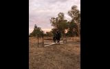 Eventing Prospect- All Rounder on HorseYard.com.au (thumbnail)