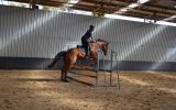 Potential Eventer 5YO TB on HorseYard.com.au (thumbnail)