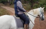 Solid 16hh 13 yo Andulsian on HorseYard.com.au (thumbnail)