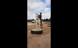 Solid 16hh 13 yo Andulsian on HorseYard.com.au (thumbnail)