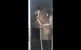 Eventing Prospect- All Rounder on HorseYard.com.au (thumbnail)