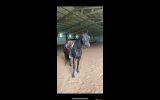 Stockhorse Gelding on HorseYard.com.au (thumbnail)