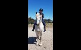 Solid 16hh 13 yo Andulsian on HorseYard.com.au (thumbnail)