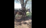 Ideal Pony Club Mount on HorseYard.com.au (thumbnail)