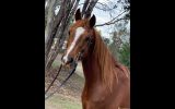 Project Arabian x gelding on HorseYard.com.au (thumbnail)
