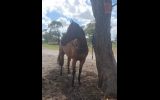 *Serene Eyre*   7yo 17hh TB Gelding on HorseYard.com.au (thumbnail)
