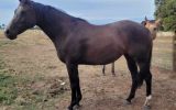 Solid paint bred mare on HorseYard.com.au (thumbnail)