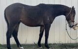 2yo ASH gelding  on HorseYard.com.au (thumbnail)