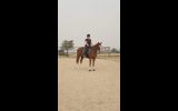 Striking Thoroughbred with huge show potential  on HorseYard.com.au (thumbnail)