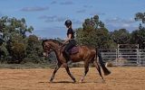 Royal Quality Large Hunter Pony on HorseYard.com.au (thumbnail)