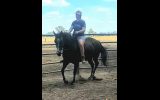 Solid paint bred mare on HorseYard.com.au (thumbnail)