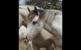 Clydie X QH x Paint Filly, pretty as a picture on HorseYard.com.au (thumbnail)