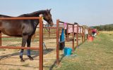 OTT on HorseYard.com.au (thumbnail)