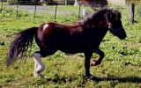Miniature Horse Stallion on HorseYard.com.au (thumbnail)