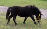 Miniature Horse/Pony Mare on HorseYard.com.au (thumbnail)