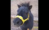 Miniature Horse/Pony Mare on HorseYard.com.au (thumbnail)