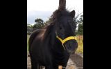 Miniature Horse/Pony Mare on HorseYard.com.au (thumbnail)