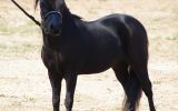 Miniature Horse/Pony Mare on HorseYard.com.au (thumbnail)