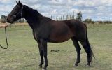 Thoroughbred x Gypsy in Foal to Purebred Clydesdale- Urgent sale Price Drop on HorseYard.com.au (thumbnail)