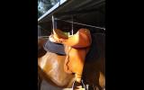 14in (inside seat) leather stock swinging fender saddle on HorseYard.com.au (thumbnail)