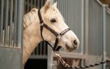 Pretty palomino pony  on HorseYard.com.au (thumbnail)